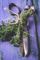 Thyme and scissors on violet wooden table
