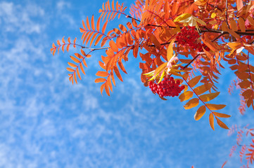 Branch of a red mountain ash against the blue sky.