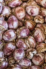 Gifts from Exotic Seashell and Cockleshell Piled Together, CloseUp