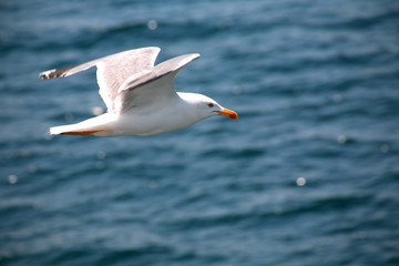 Gull Above Sea