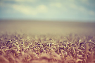 Retro Summer Wheat Field Shallow Depth of Field - obrazy, fototapety, plakaty