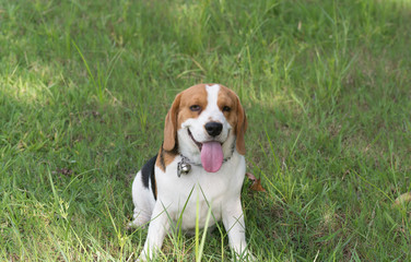 beagle smiling