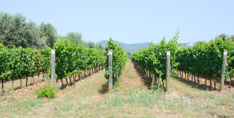 vineyard