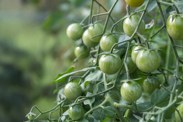 unreife grüne Tomaten