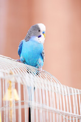 Budgerigar at home on bright background