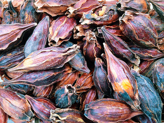 Dried Gardenia Fruit background, As the herbs in the treatments of Chinese medicine. 