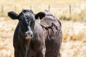 Cow Covered with Flies Stands in a Pen Rural America