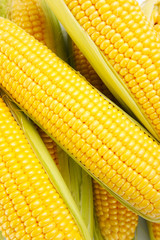 Heap of fresh corn close up