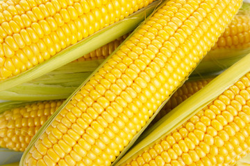 Heap of fresh corn close up