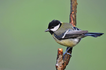 Obraz premium Great tit - juvenile