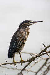 Juvenile Green-backed Heron bird perched on a thorn tree above a river in the Kruger National Park, South Africa