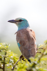 Wild European Roller bird perched in a thorn tree facing the camera. Kruger National Park, South Africa.