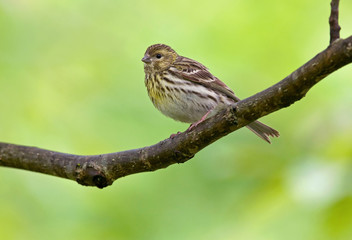 European serin