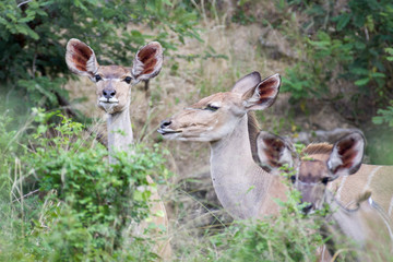 Wild Kudu antelope herd feeding on green leaves in the Kruger National Park, South Africa