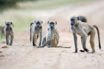 Young wild Baboon troop feeding and sitting on a dirt road in the Kruger National Park, South Africa