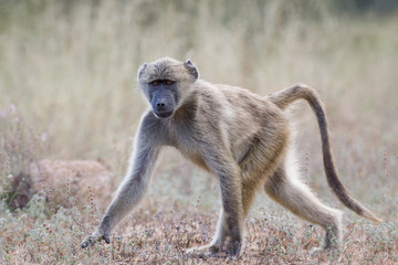 Young wild Baboon walking on a dirt road in the Kruger National Park, South Africa