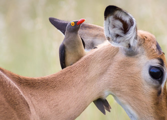 Red-billed Oxpecker bird perchedon an Impala antelope in the Kruger National Park