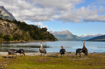 Group of birds, Tierra del Fuego National Park, Ushuaia, Argentina
