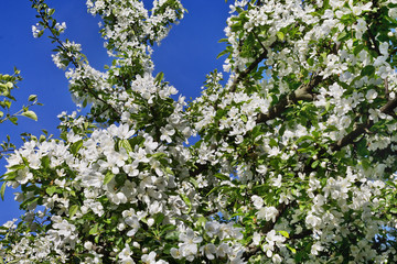 blossoming apple tree against the blue sky