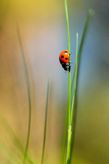 Ladybug on leaf 