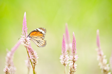 orange butterfly on flower