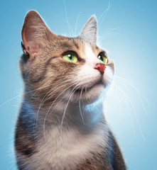 Cat on a blue background