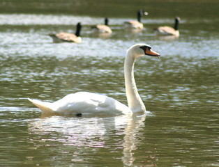 Swan on lake with ducks in background