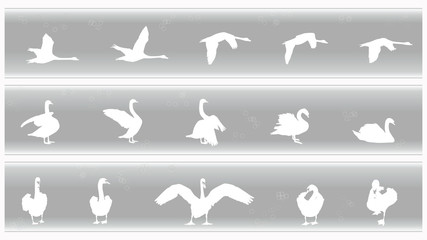 Obraz premium Swan Banners Set