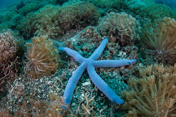 Blue Starfish on Reef