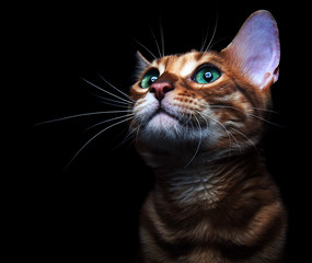 Beautiful bengalensis cat ifs isolated on a black background