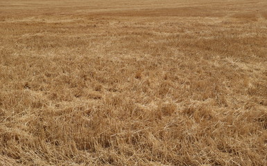 Champs de blé après la moisson