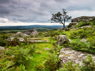 Stormy dramatic evening on Dartmoor, bracken, tree and rocks.