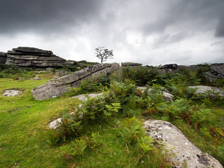 Fototapeta premium Rugged moorland scene with rocks, bracken, ferns and gloomy dark. Dartmoor, UK.