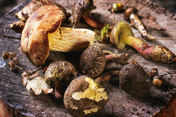 Boletus Mushrooms