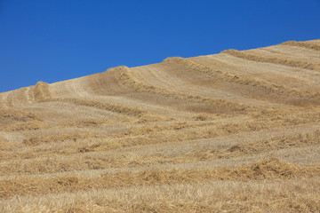 Val d'orcia, la mietitura