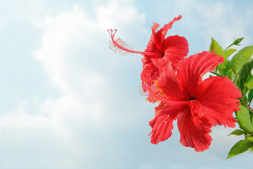 青空をバックに咲く南国のハイビスカス © Qiteng T