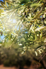 Obraz na płótnie Canvas Branch of olive tree