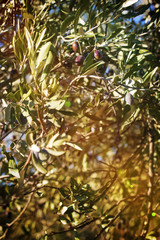 Branch of olive tree