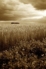 Barley / Wheat Field & Stormy Skies Sepia