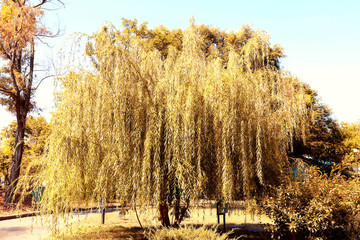 Beautiful tree in park