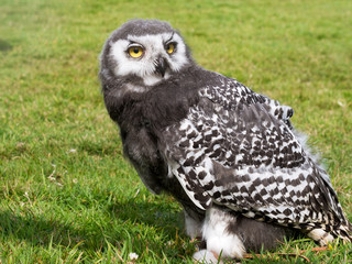 Young Snowy owl , Bubo scandiacus. Raptor, bird of prey. Juvenile.