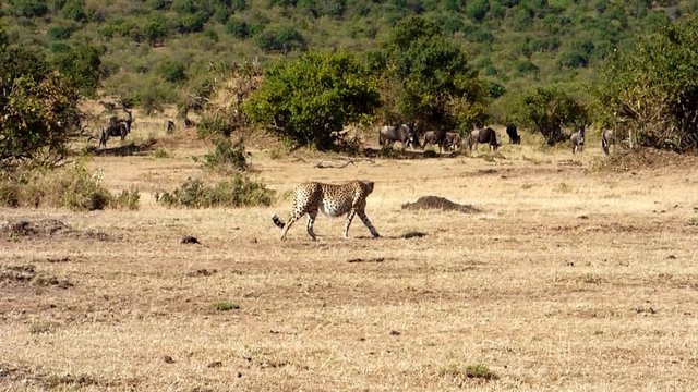 cheetah walking in the savannah of the masai mara reserve with its belly full