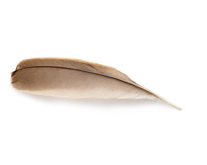 Feather isolated.