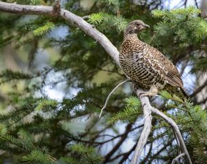 Spruce Grouse