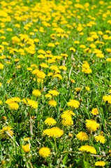 Fototapeta premium dandelion