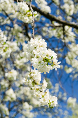 cherry flower