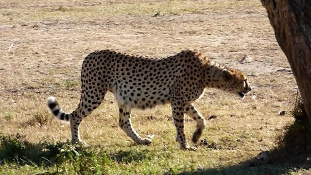 cheetah walking in the savannah of the masai mara reserve with its belly full