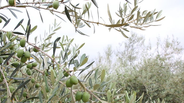 Olive Branches, Olive Fields And Trees In Southern Spain