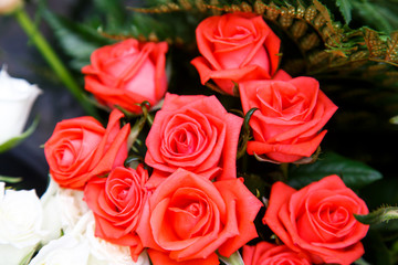 Obraz na płótnie Canvas red roses closeup detail