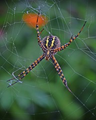 Garden Spider